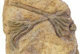 Two Ordovician-Aged Fossil Crinoids - Marzane, Morocco #356827-1